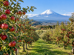 Jablečné sady v Japonsku pod horou Fuji