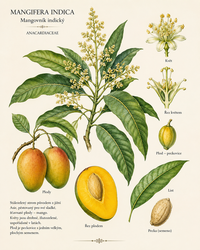 Botanická ilustrace mangovníku indického (Mangifera indica)