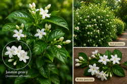 Keř jasmínu s květy → Jasmín pravý (Jasminum officinale) s květy