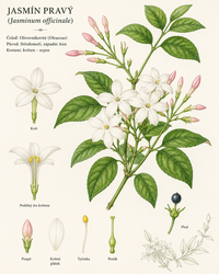 Botanická ilustrace jasmínu pravého (Jasminum officinale)