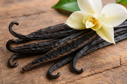Detail vanilkových lusků (Vanilla planifolia)