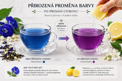 Proměna barvy po přidání citronu (modrá → fialová).