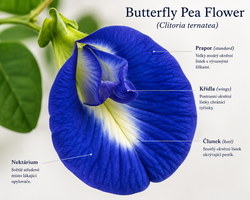 Detail květu Butterfly Pea Flower (Clitoria ternatea).