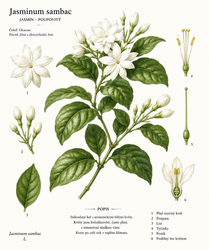 Botanická ilustrace jasmínu (Jasminum sambac)