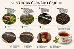 Infografika výroby černého čaje