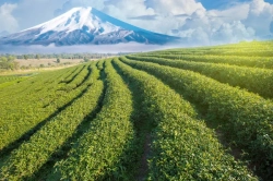 Plantáže v oblasti Shizuoka pod horou Fuji