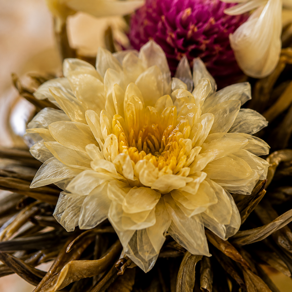 Detail květu chryzantémy (Chrysanthemum morifolium)