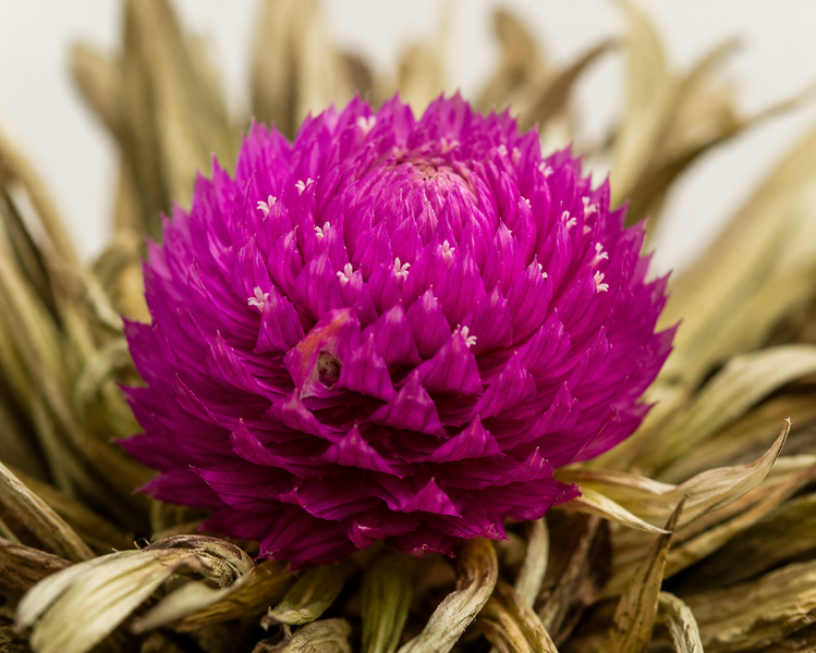 Detail květu amaranthu (Gomphrena globosa)