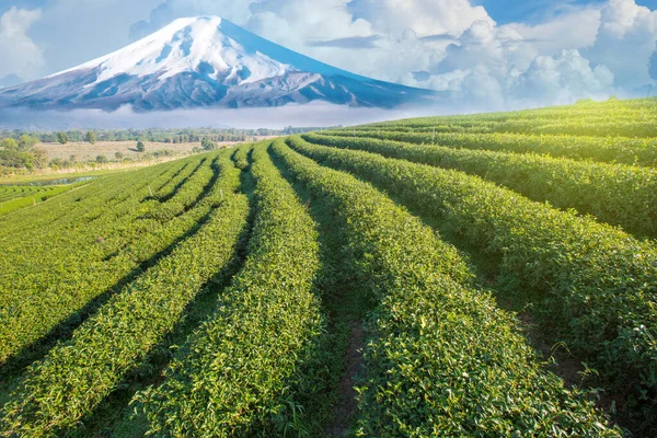 Plantáže v oblasti Shizuoka pod horou Fuji