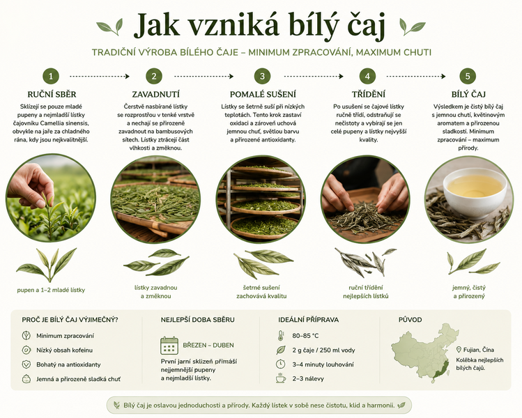 Jak vzniká bílý čaj?